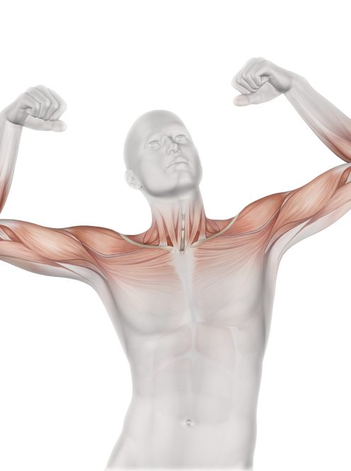 3D render of a male medical figure with partial muscle map
