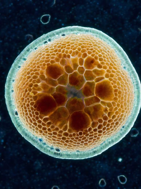 AI generated macro shot of a virtual generic microorganism